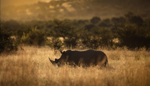 Silhouette of a Rhino Standing on the Green Grass
