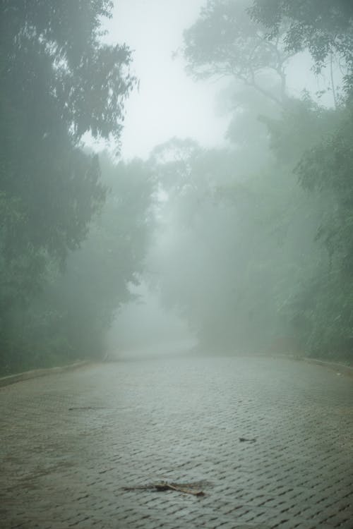 Foto d'estoc gratuïta de a l'aire lliure, amb boira, arbres