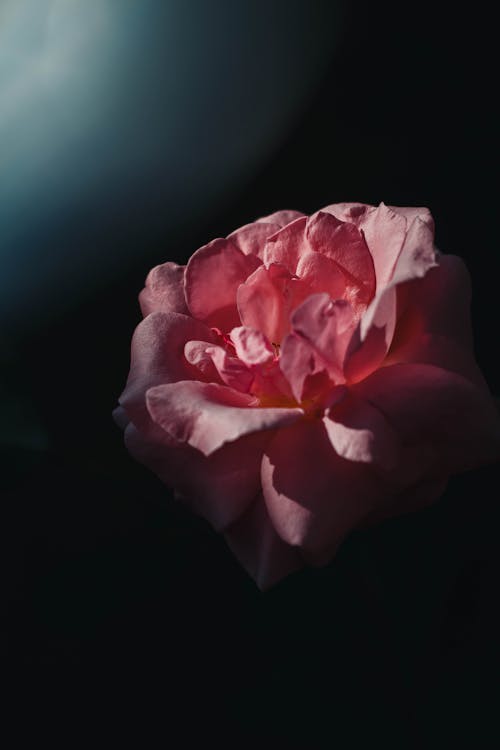 Free A Pink Rose on a Black Background Stock Photo