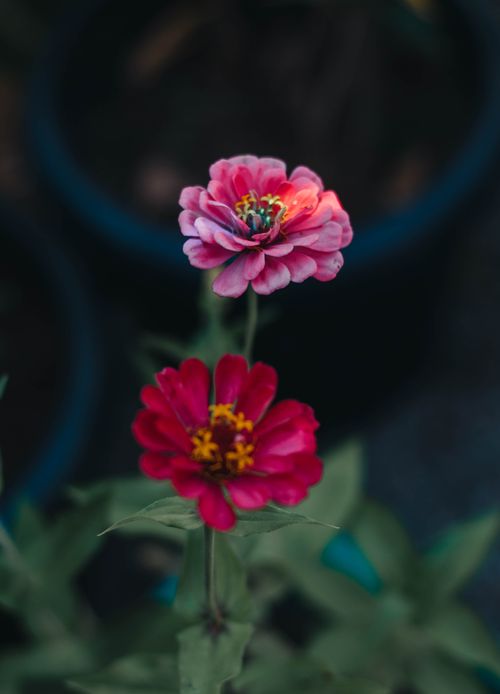 Free Close-up of vibrant pink zinnias with artistic shallow focus, creating a dreamy botanical scene. Stock Photo