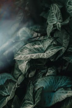 Dramatic close-up of alocasia leaves with moody light and shadows, creating a lush, tropical feel.