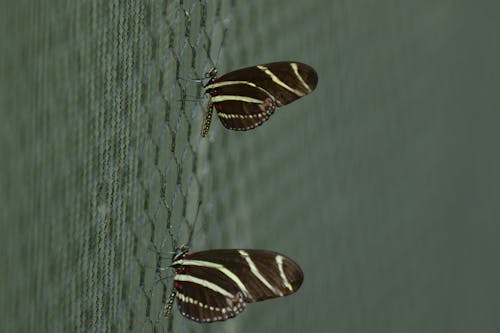 Free Butterflies Perched on Mesh Wire Stock Photo