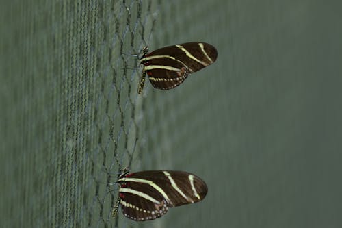 Butterflies Perched on Mesh Wire