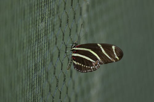 Macro Shot of a Butterfly 