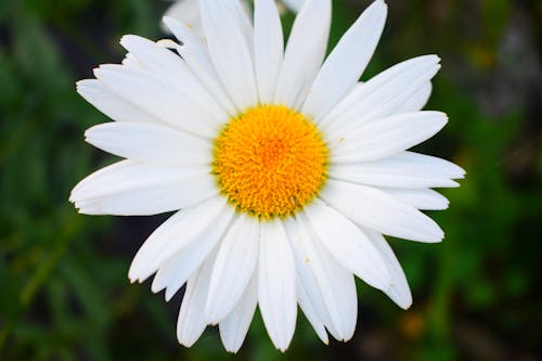 White Daisy in Bloom