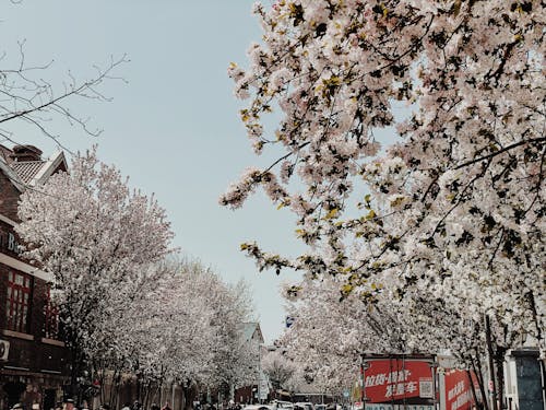 Kostnadsfri bild av blommor, körsbärsblommor, körsbärsträd