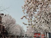 Photo of Trees with White Cherry Blossom Flowers