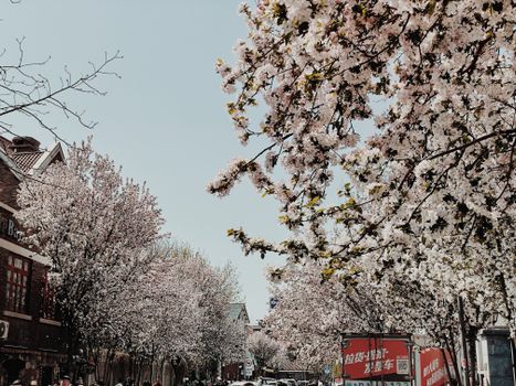 Beautiful cherry blossoms line the street on a spring day in Tianjin, China.
