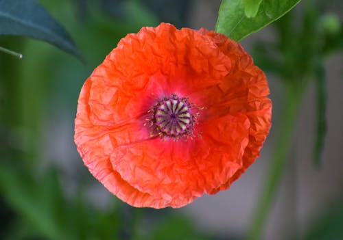 Close-Up Photograph of a Poppy Flower with Red Petals
