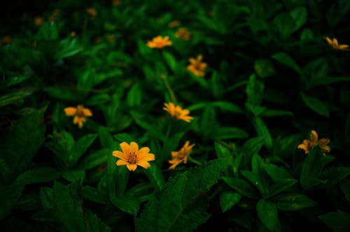 Yellow Daisies in Bloom