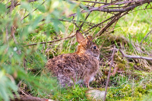 Free A Cute Brown Rabbit in the Bush Stock Photo