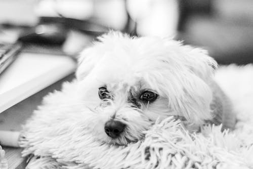 Free A White Long Coated Dog in Grayscale Photography Stock Photo