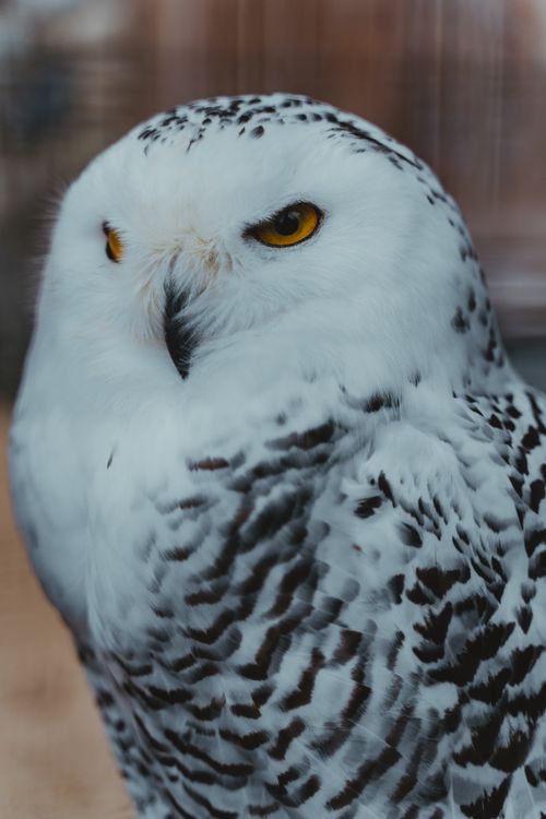 Free A detailed close-up of a snowy owl showing its striking yellow eyes and white plumage. Stock Photo