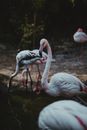White Flamingos on Water
