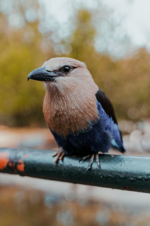 Free A Brown and Blue Bird Perched on Green Steel Bar Stock Photo
