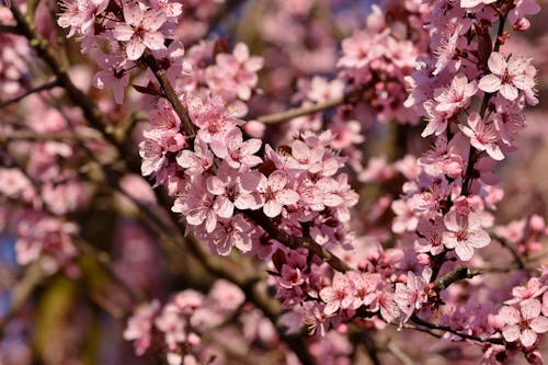 Free Pink Cherry Blossoms in Close-up Photography Stock Photo