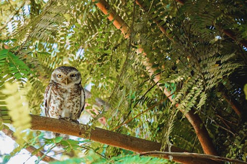 Photo of a Spotted Owlet Perched on a Tree Branch