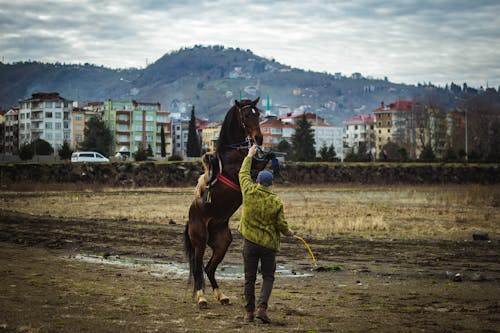 Δωρεάν στοκ φωτογραφιών με αγώνας δρόμου, αλέθω, άλογο
