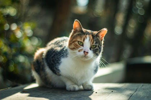 Δωρεάν στοκ φωτογραφιών με tabby cat, γατάκι, γκρο πλαν