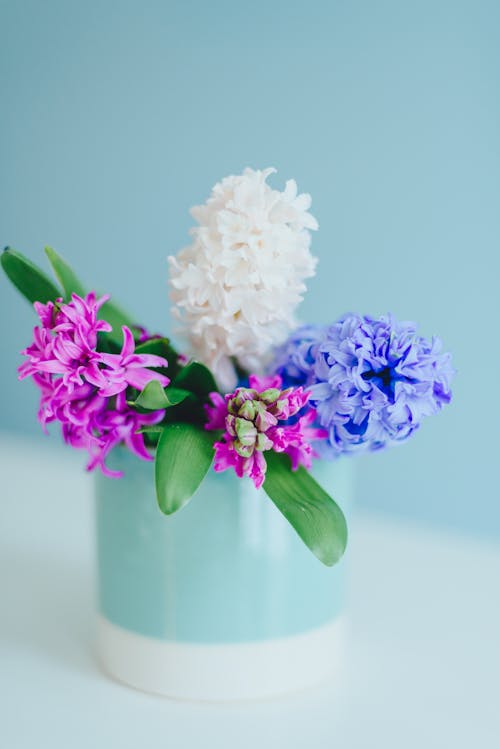 Free Close-Up Photograph of Blooming Hyacinth Flowers Stock Photo