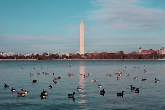 Peaceful scene of ducks swimming in front of the Washington Monument on a clear day. by Samad Ismayilov