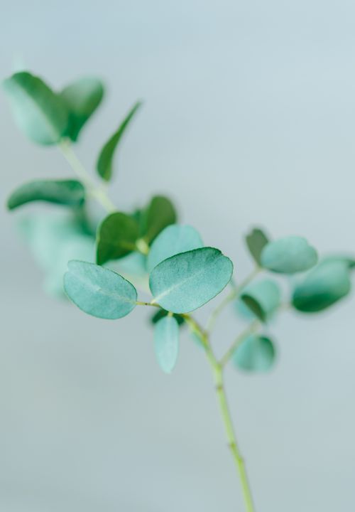 Free A serene close-up of eucalyptus leaves showcasing their natural green hues against a blurred background. Stock Photo