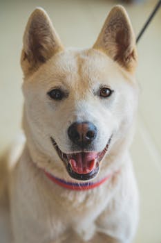 Jindo image image_4