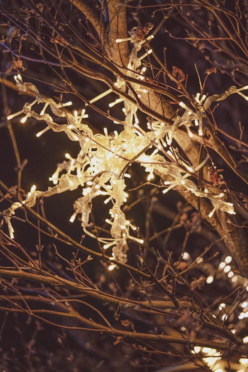 String Lights on Brown Tree Branch