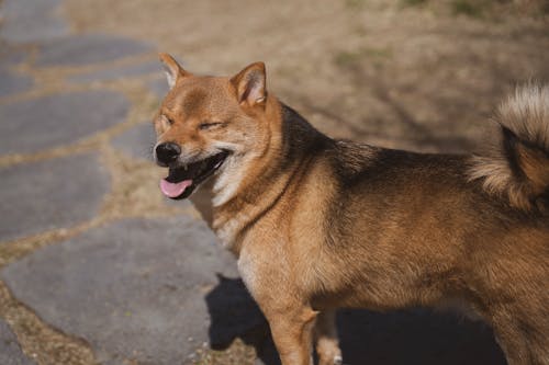 A Shiba Inu Dog Outside