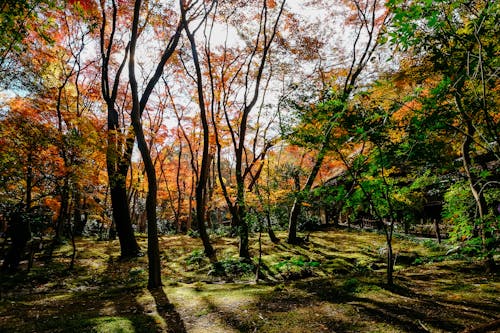 Orange and Green Trees Photography