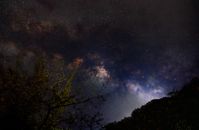 Silhouette of Trees Under Starry Night