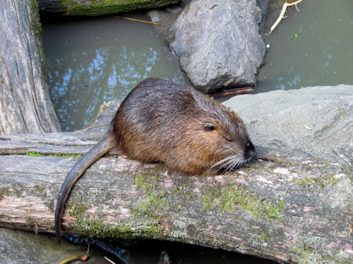 Free A Brown Rodent on a Mossy Log Near a Body of Water Stock Photo