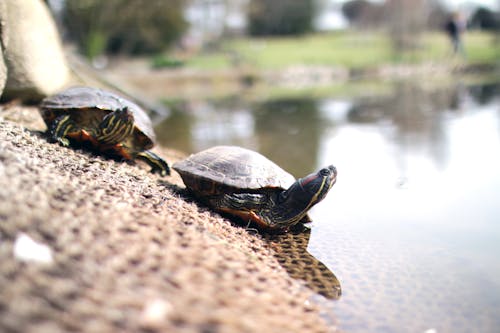 Selective Focus Photography of Two Brown Turtles Crawling Near Calm Body of Water