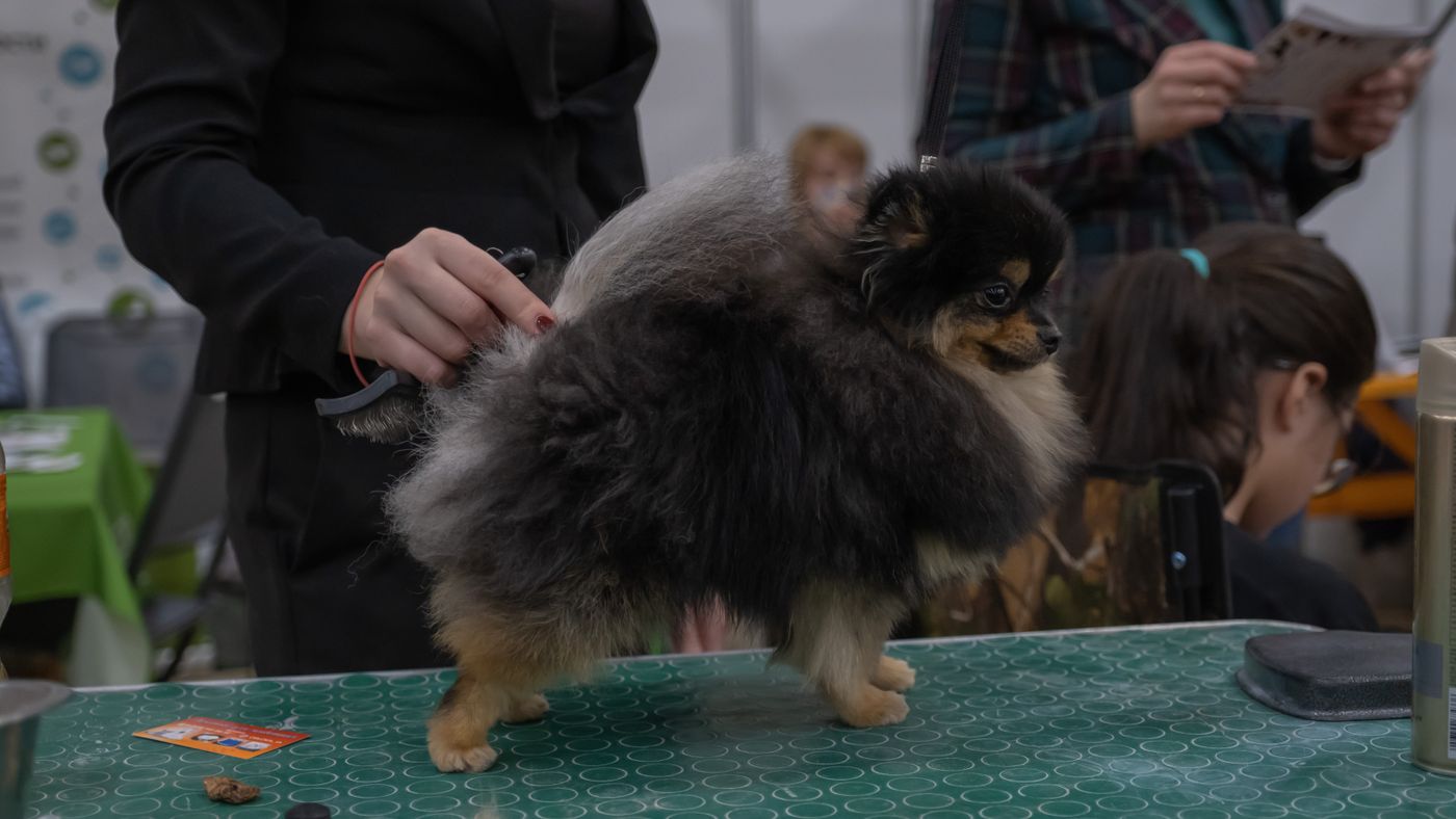 Dog Grooming Basics for the Nervous First-Timer