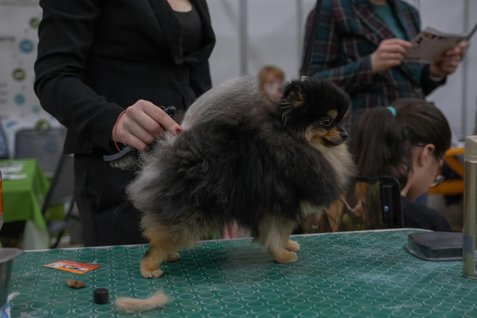 A Person Grooming a Pomeranian Dog