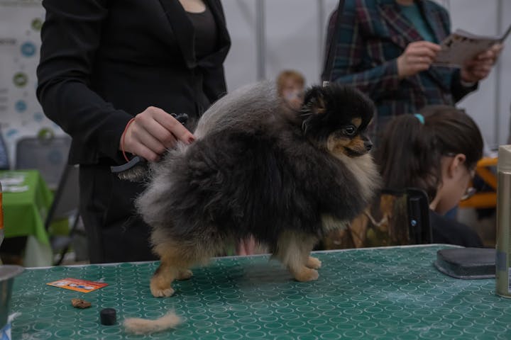 A Pomeranian dog being groomed on a table during an indoor pet event.