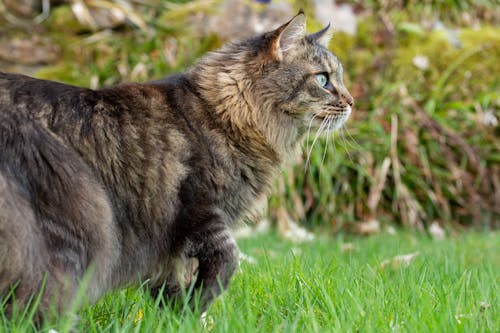 Free A Cat on the Grass Stock Photo