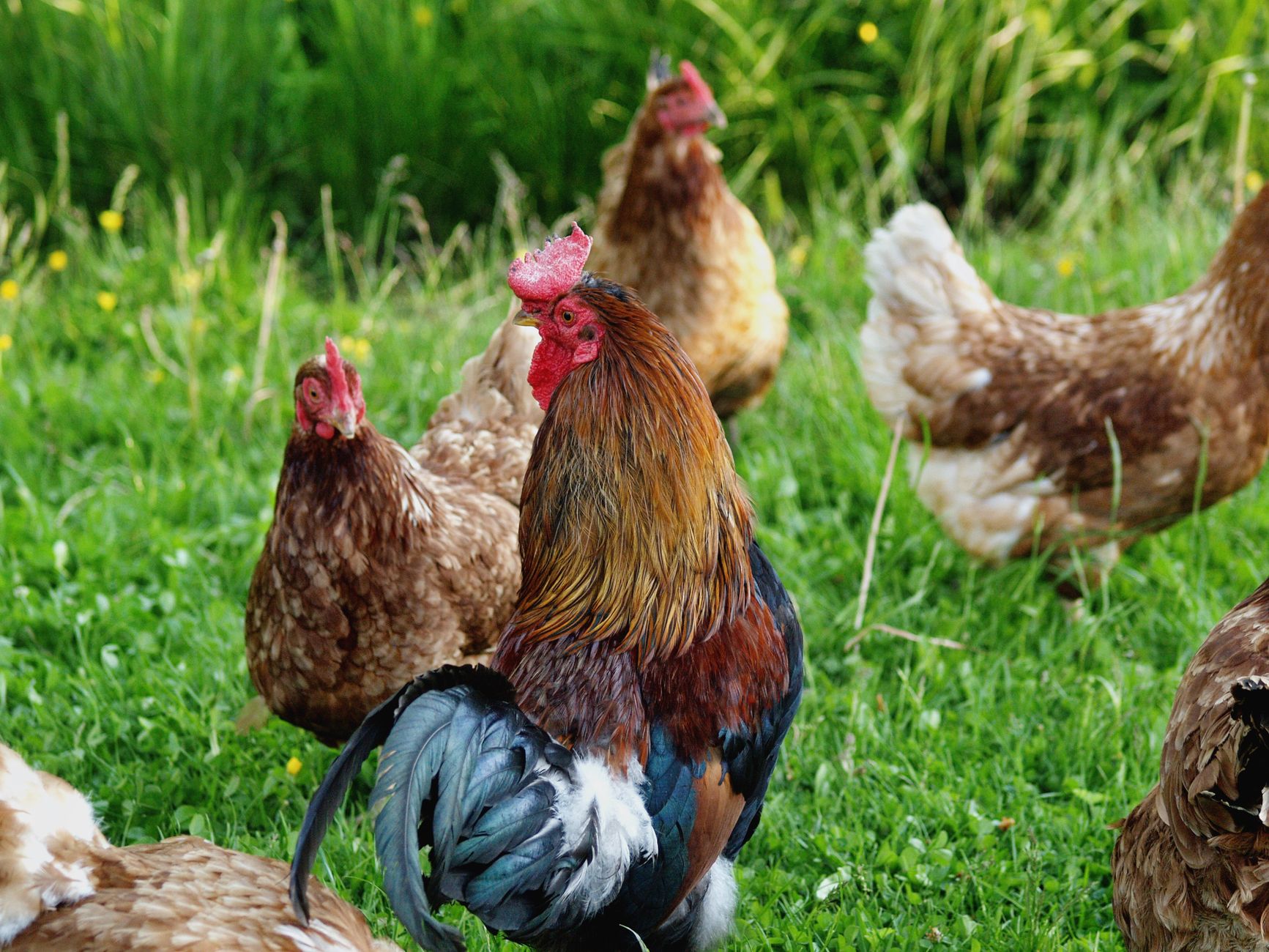 Healthy game roosters in spacious clean pens, with feed containers and a calm caretaker nearby