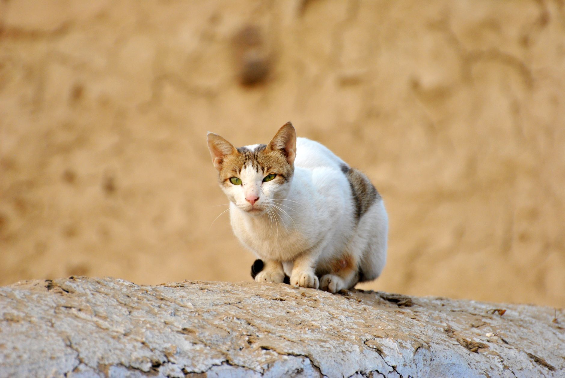 Healthcare and wellness consultation for a cat