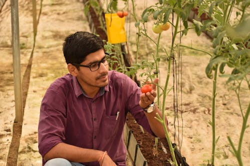 Man Looking at Tomato in Orchard