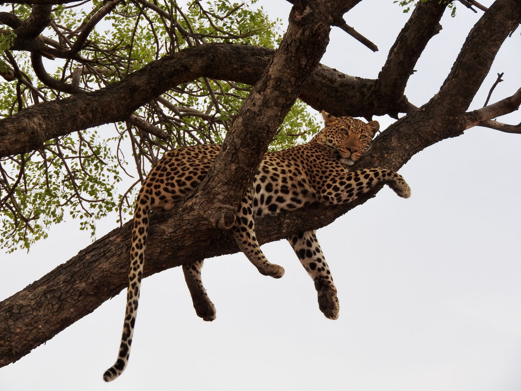 A serene leopard rests on a tree branch, showcasing the beauty of wildlife photography.