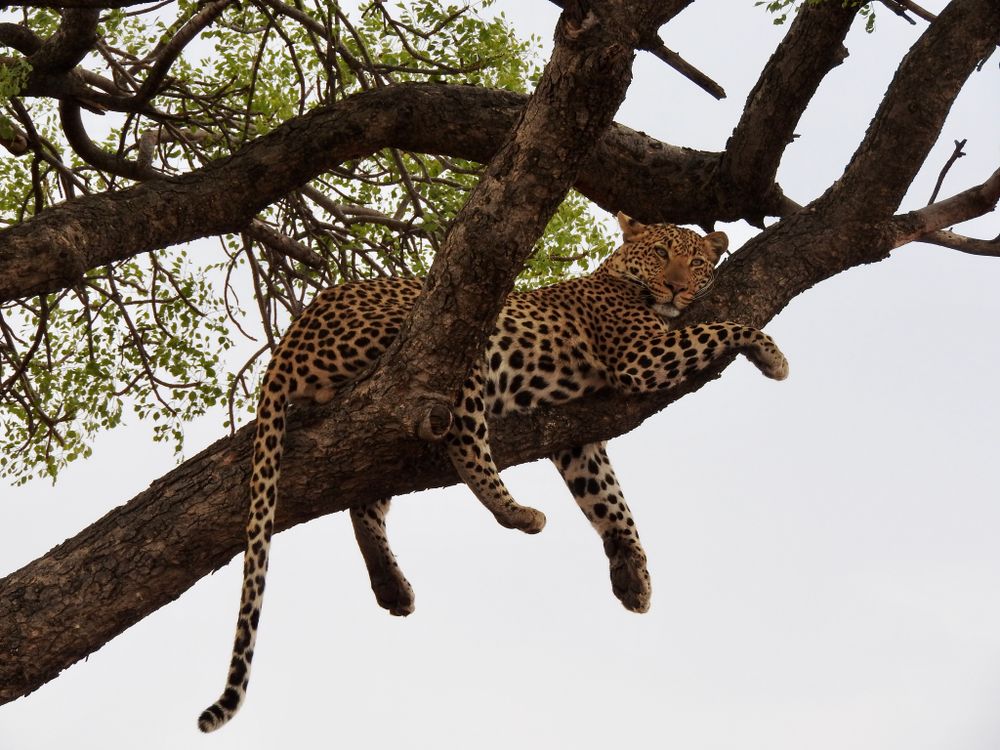 Leopardo descansando sobre la rama de un árbol en la sabana