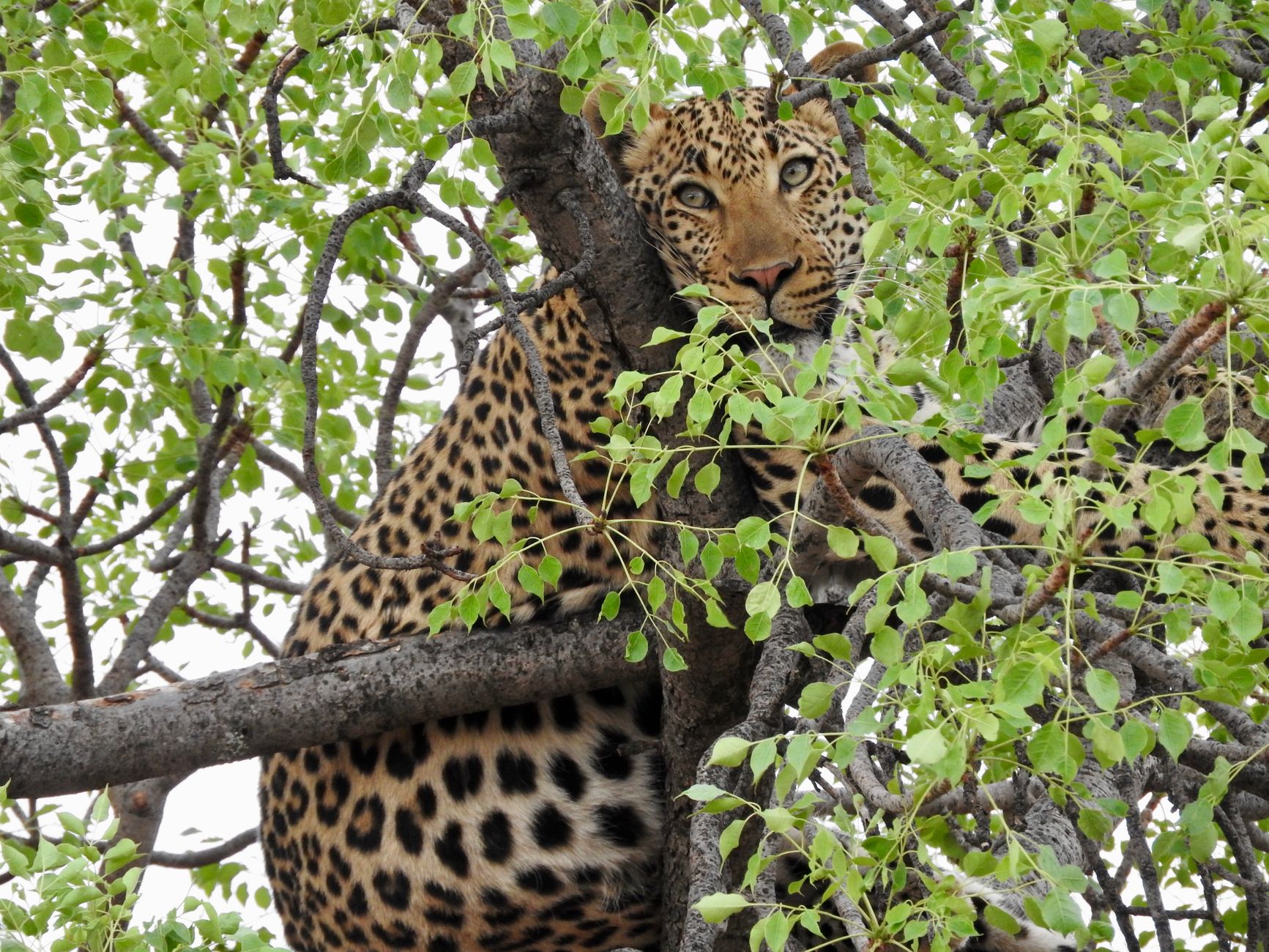 A majestic leopard camouflaged amidst the tree branches and leaves, capturing the essence of wildlife photography.