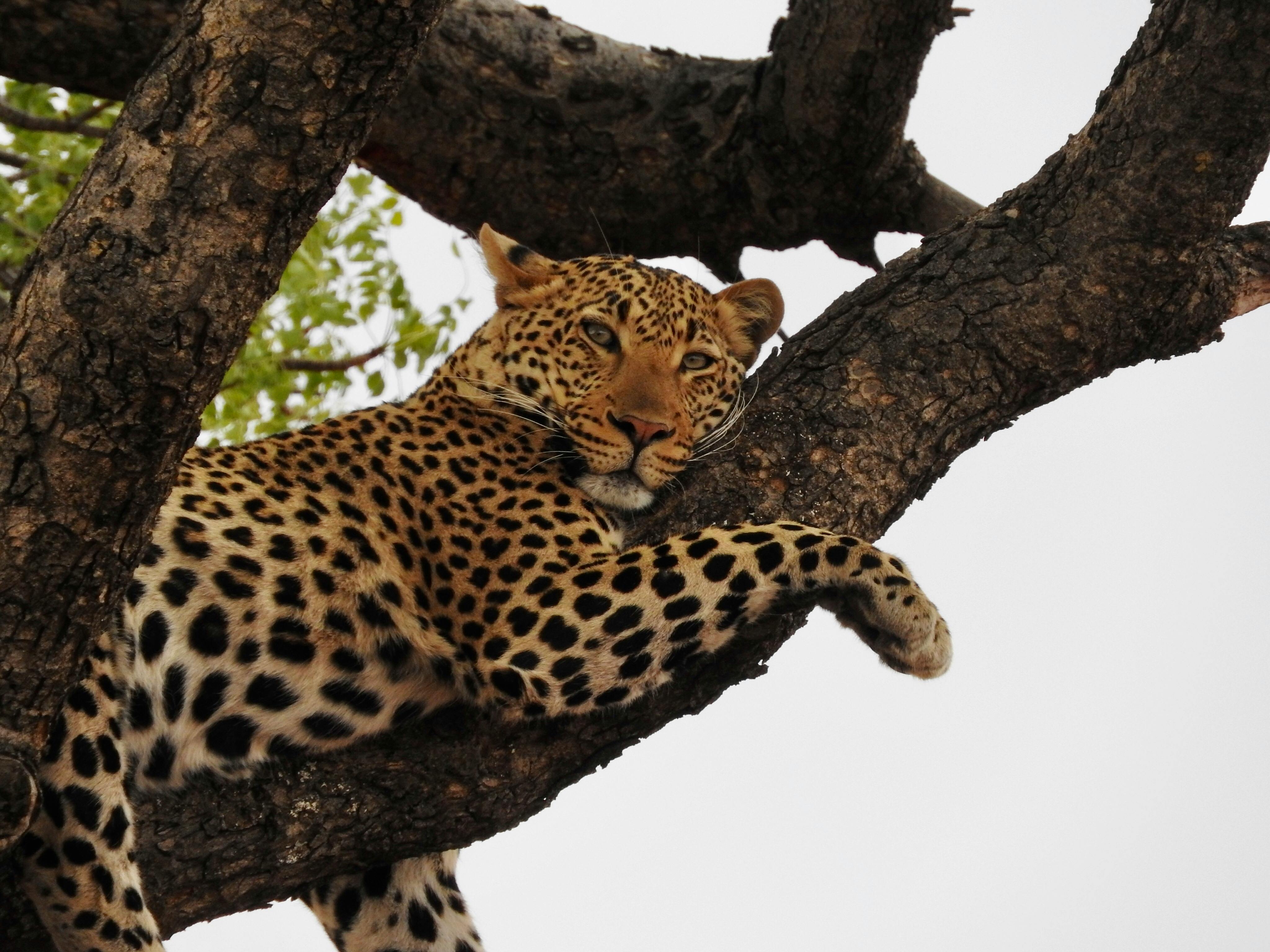 бесплатная Бесплатное стоковое фото с panthera pardus, Африка, африканский леопард Стоковое фото