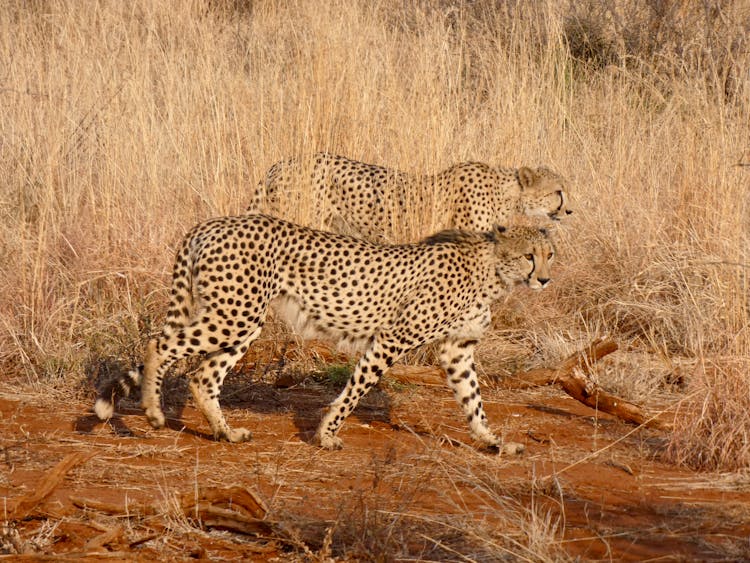 Photo Of Two Cheetahs