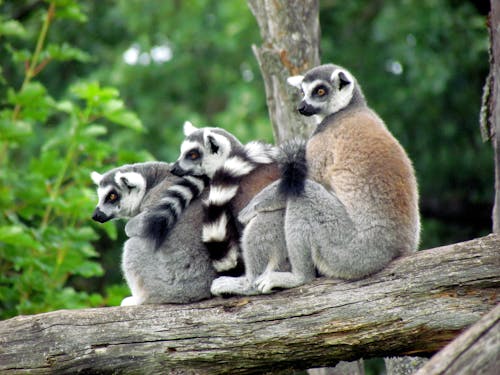 Three Ring-Tailed Lemurs on Wood Log