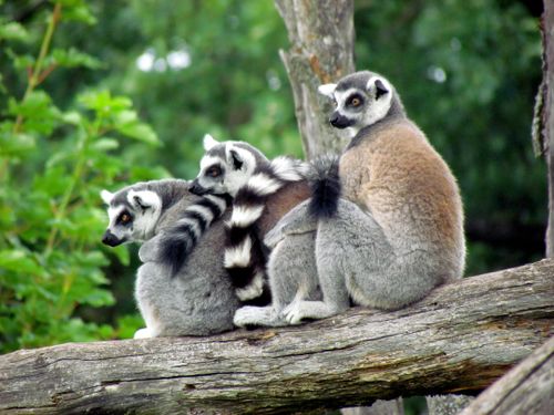Free Three ring-tailed lemurs sit closely on a log amidst a lush green backdrop. Stock Photo