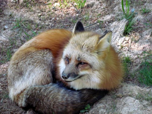 A Red Fox Lying on Ground