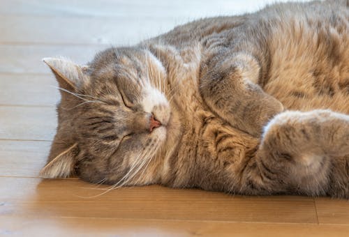 Ilmainen kuvapankkikuva tunnisteilla kissa, unessa