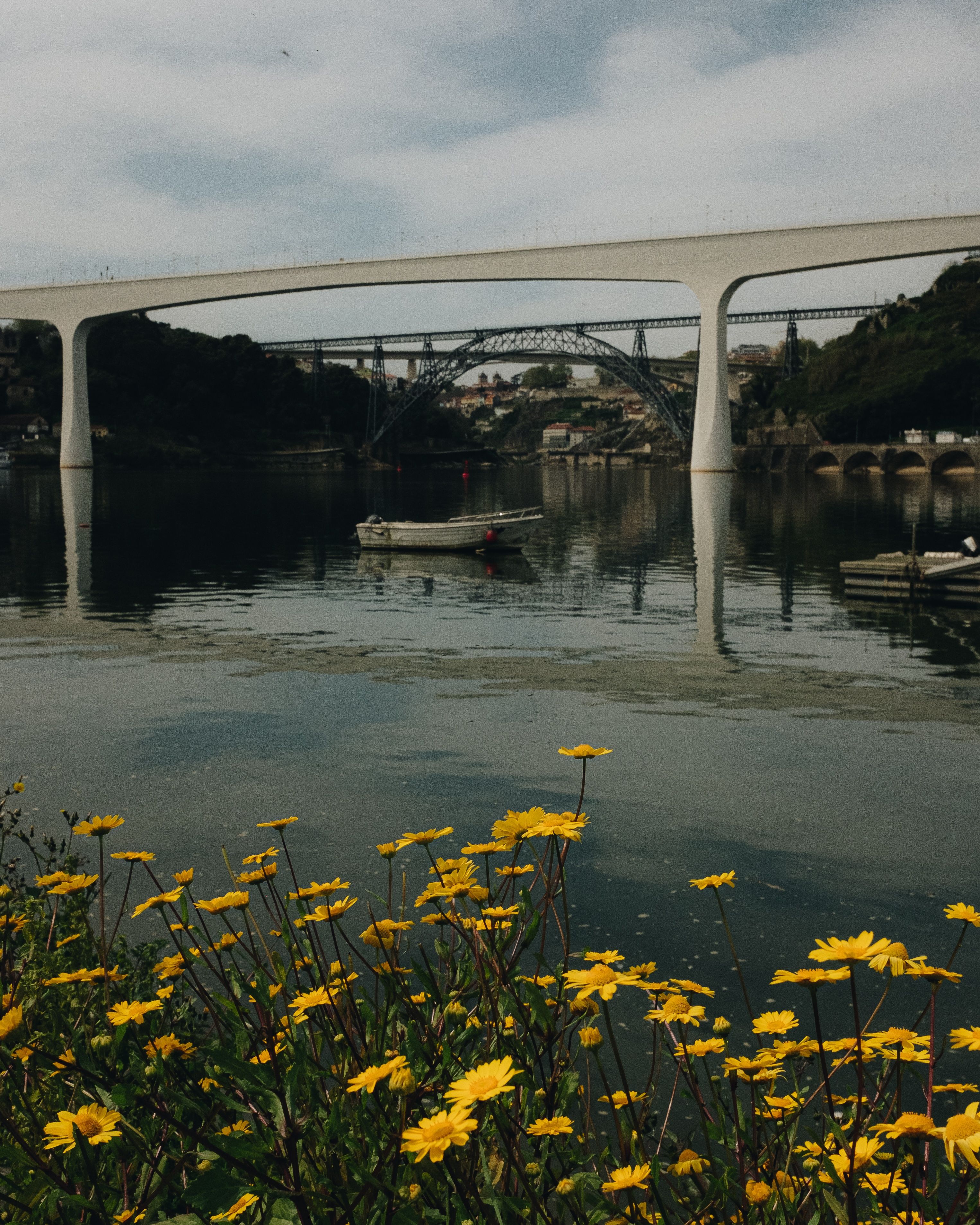 Yellow Flowers Growing by Riverside · Free Stock Photo